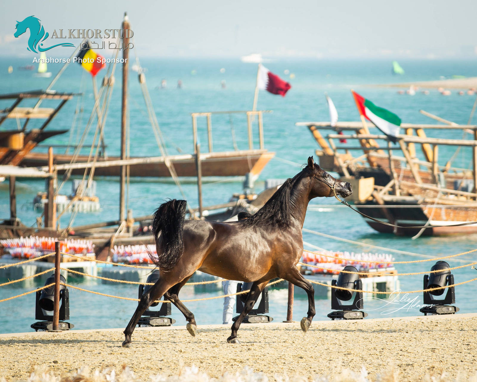 DAY 3 OF 2022 KATARA INTERNATIONAL ARABIAN HORSE FESTIVAL TITLE SHOW