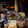 DAY 3 OF 2022 KATARA INTERNATIONAL ARABIAN HORSE FESTIVAL TITLE SHOW