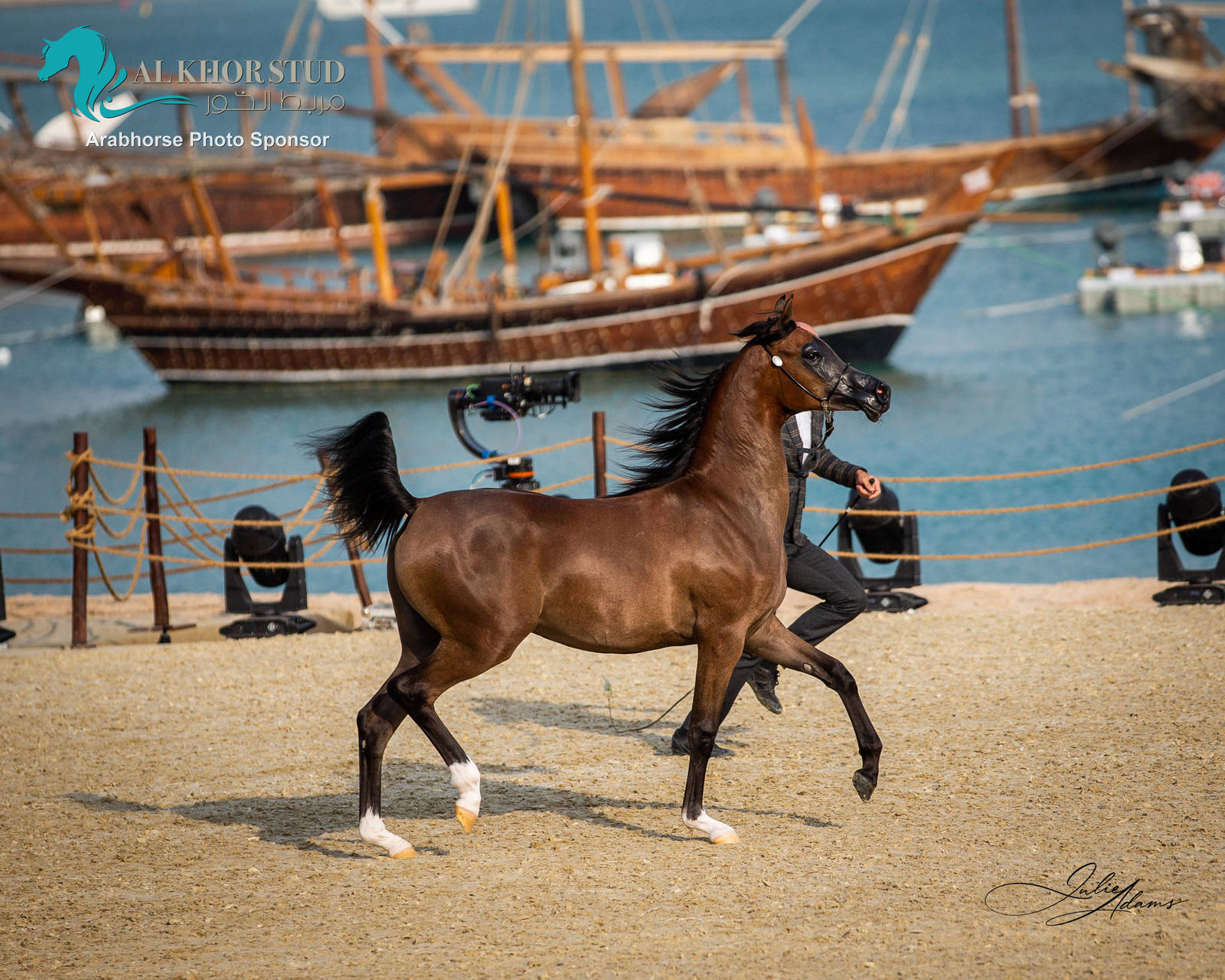 CHAMPIONSHIP DAY OF 2022 KATARA INTERNATIONAL ARABIAN HORSE FESTIVAL TITLE SHOW