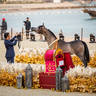 CHAMPIONSHIP DAY OF 2022 KATARA INTERNATIONAL ARABIAN HORSE FESTIVAL TITLE SHOW