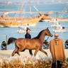 CHAMPIONSHIP DAY OF 2022 KATARA INTERNATIONAL ARABIAN HORSE FESTIVAL TITLE SHOW