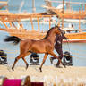 CHAMPIONSHIP DAY OF 2022 KATARA INTERNATIONAL ARABIAN HORSE FESTIVAL TITLE SHOW