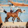 CHAMPIONSHIP DAY OF 2022 KATARA INTERNATIONAL ARABIAN HORSE FESTIVAL TITLE SHOW