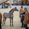 CHAMPIONSHIP DAY OF 2022 KATARA INTERNATIONAL ARABIAN HORSE FESTIVAL TITLE SHOW