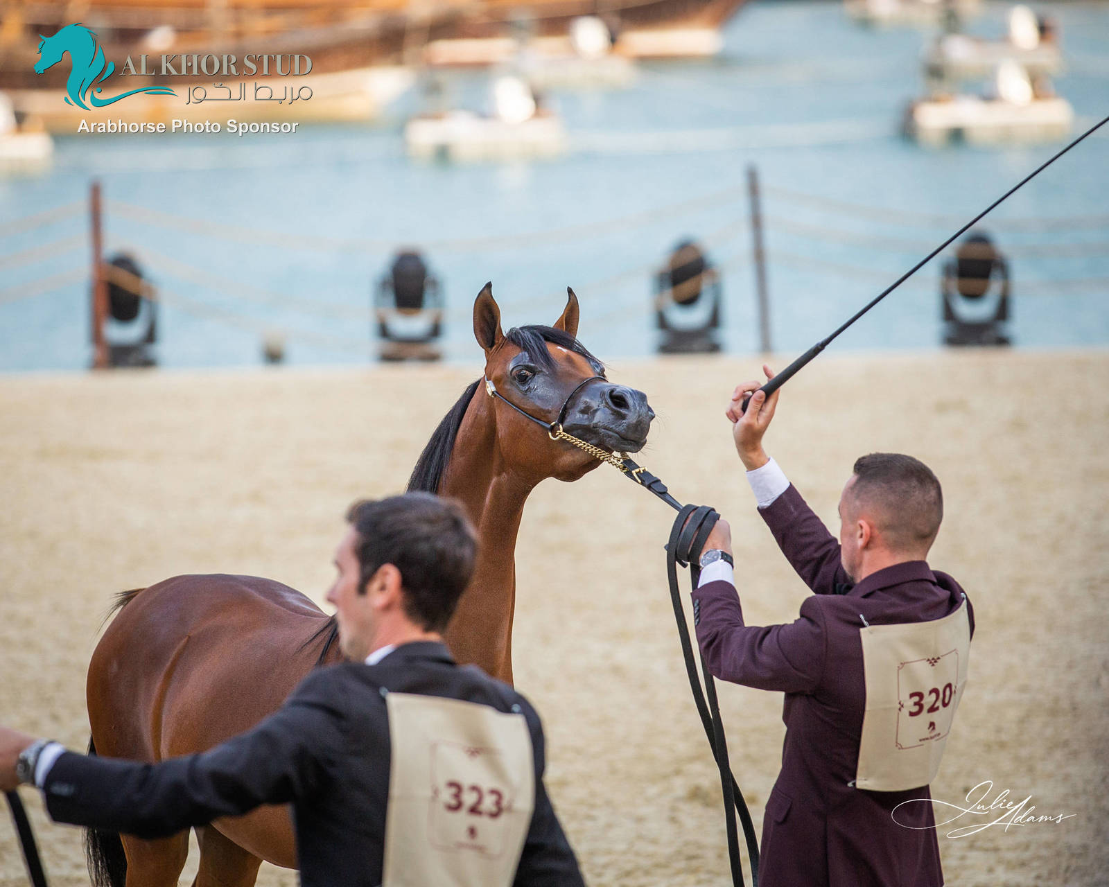 CHAMPIONSHIP DAY OF 2022 KATARA INTERNATIONAL ARABIAN HORSE FESTIVAL TITLE SHOW