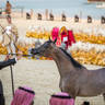 CHAMPIONSHIP DAY OF 2022 KATARA INTERNATIONAL ARABIAN HORSE FESTIVAL TITLE SHOW
