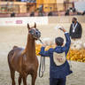CHAMPIONSHIP DAY OF 2022 KATARA INTERNATIONAL ARABIAN HORSE FESTIVAL TITLE SHOW