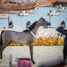 CHAMPIONSHIP DAY OF 2022 KATARA INTERNATIONAL ARABIAN HORSE FESTIVAL TITLE SHOW