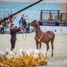 CHAMPIONSHIP DAY OF 2022 KATARA INTERNATIONAL ARABIAN HORSE FESTIVAL TITLE SHOW