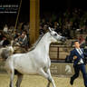 CHAMPIONSHIP DAY OF 2022 KATARA INTERNATIONAL ARABIAN HORSE FESTIVAL TITLE SHOW