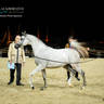 CHAMPIONSHIP DAY OF 2022 KATARA INTERNATIONAL ARABIAN HORSE FESTIVAL TITLE SHOW