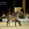 CHAMPIONSHIP DAY OF 2022 KATARA INTERNATIONAL ARABIAN HORSE FESTIVAL TITLE SHOW