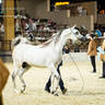 CHAMPIONSHIP DAY OF 2022 KATARA INTERNATIONAL ARABIAN HORSE FESTIVAL TITLE SHOW