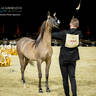 CHAMPIONSHIP DAY OF 2022 KATARA INTERNATIONAL ARABIAN HORSE FESTIVAL TITLE SHOW