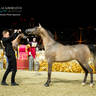CHAMPIONSHIP DAY OF 2022 KATARA INTERNATIONAL ARABIAN HORSE FESTIVAL TITLE SHOW
