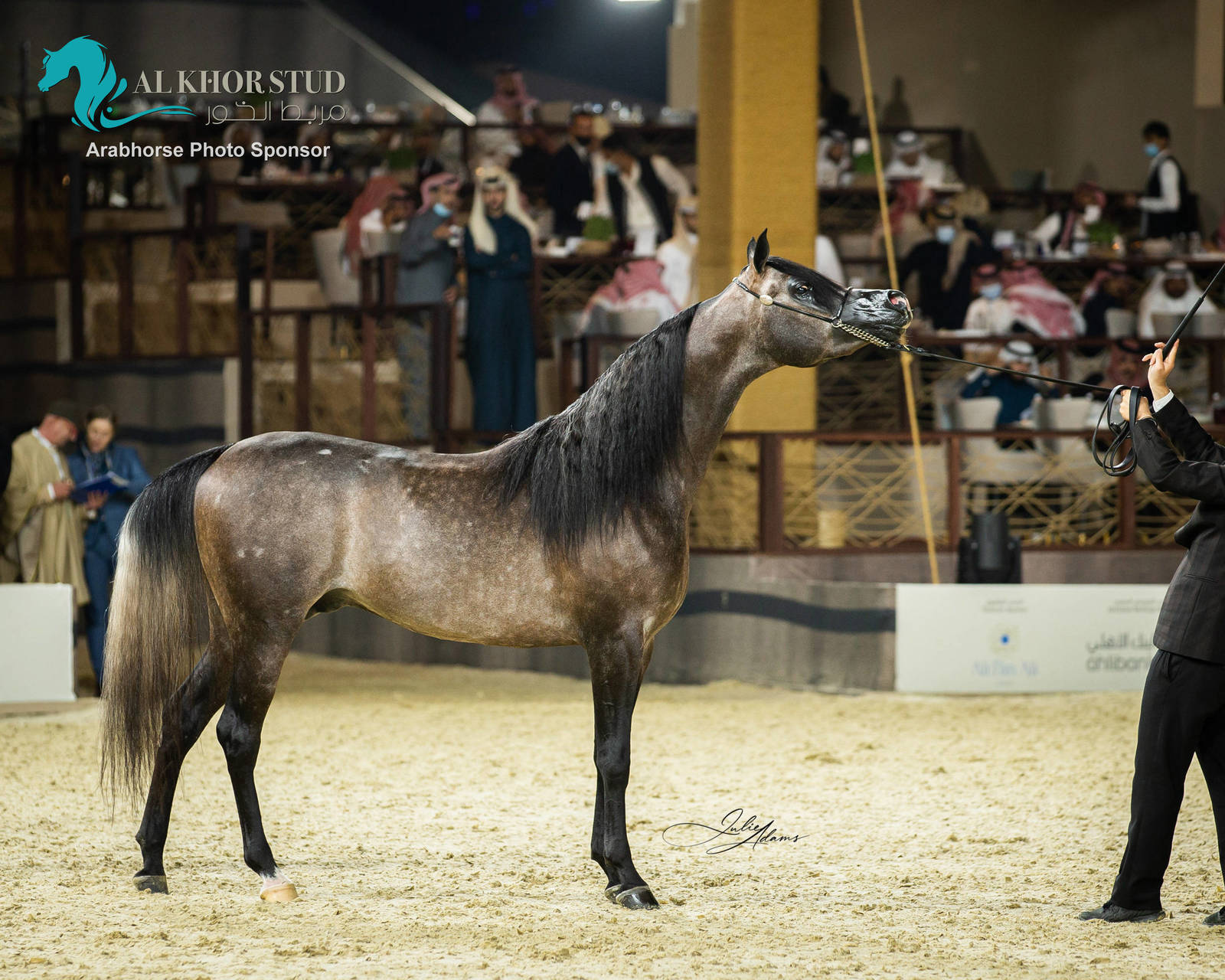 CHAMPIONSHIP DAY OF 2022 KATARA INTERNATIONAL ARABIAN HORSE FESTIVAL TITLE SHOW