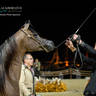 CHAMPIONSHIP DAY OF 2022 KATARA INTERNATIONAL ARABIAN HORSE FESTIVAL TITLE SHOW