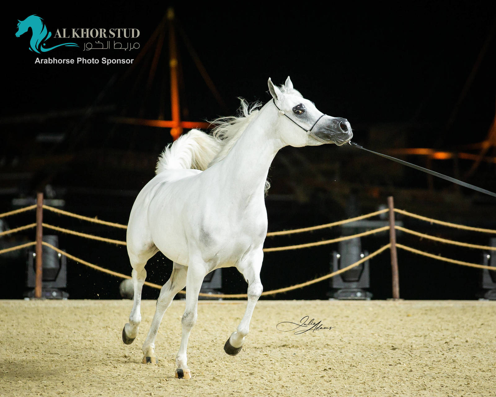 CHAMPIONSHIP DAY OF 2022 KATARA INTERNATIONAL ARABIAN HORSE FESTIVAL TITLE SHOW