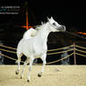 CHAMPIONSHIP DAY OF 2022 KATARA INTERNATIONAL ARABIAN HORSE FESTIVAL TITLE SHOW