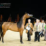 CHAMPIONSHIP DAY OF 2022 KATARA INTERNATIONAL ARABIAN HORSE FESTIVAL TITLE SHOW