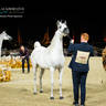 CHAMPIONSHIP DAY OF 2022 KATARA INTERNATIONAL ARABIAN HORSE FESTIVAL TITLE SHOW