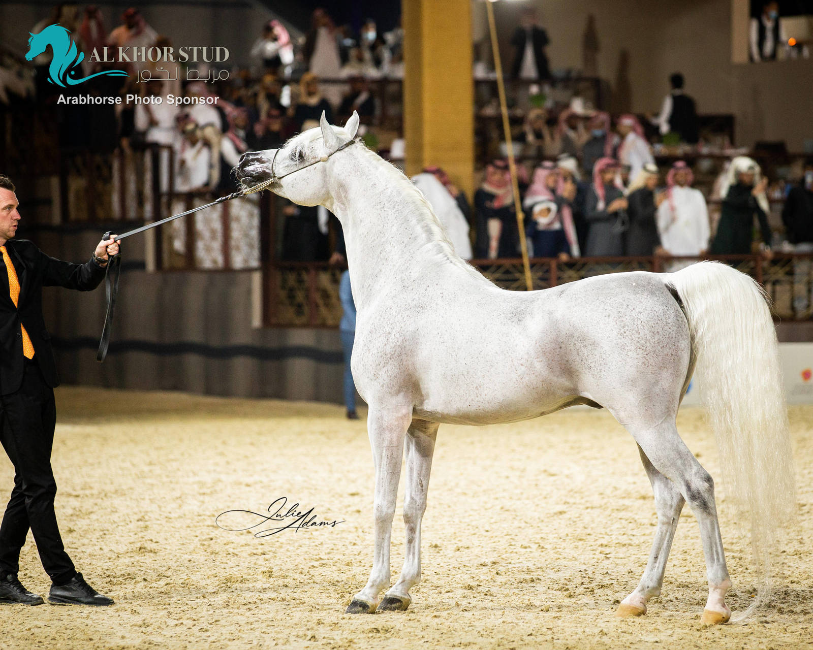 CHAMPIONSHIP DAY OF 2022 KATARA INTERNATIONAL ARABIAN HORSE FESTIVAL TITLE SHOW