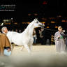 CHAMPIONSHIP DAY OF 2022 KATARA INTERNATIONAL ARABIAN HORSE FESTIVAL TITLE SHOW