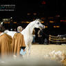 CHAMPIONSHIP DAY OF 2022 KATARA INTERNATIONAL ARABIAN HORSE FESTIVAL TITLE SHOW