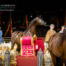 CHAMPIONSHIP DAY OF 2022 KATARA INTERNATIONAL ARABIAN HORSE FESTIVAL TITLE SHOW