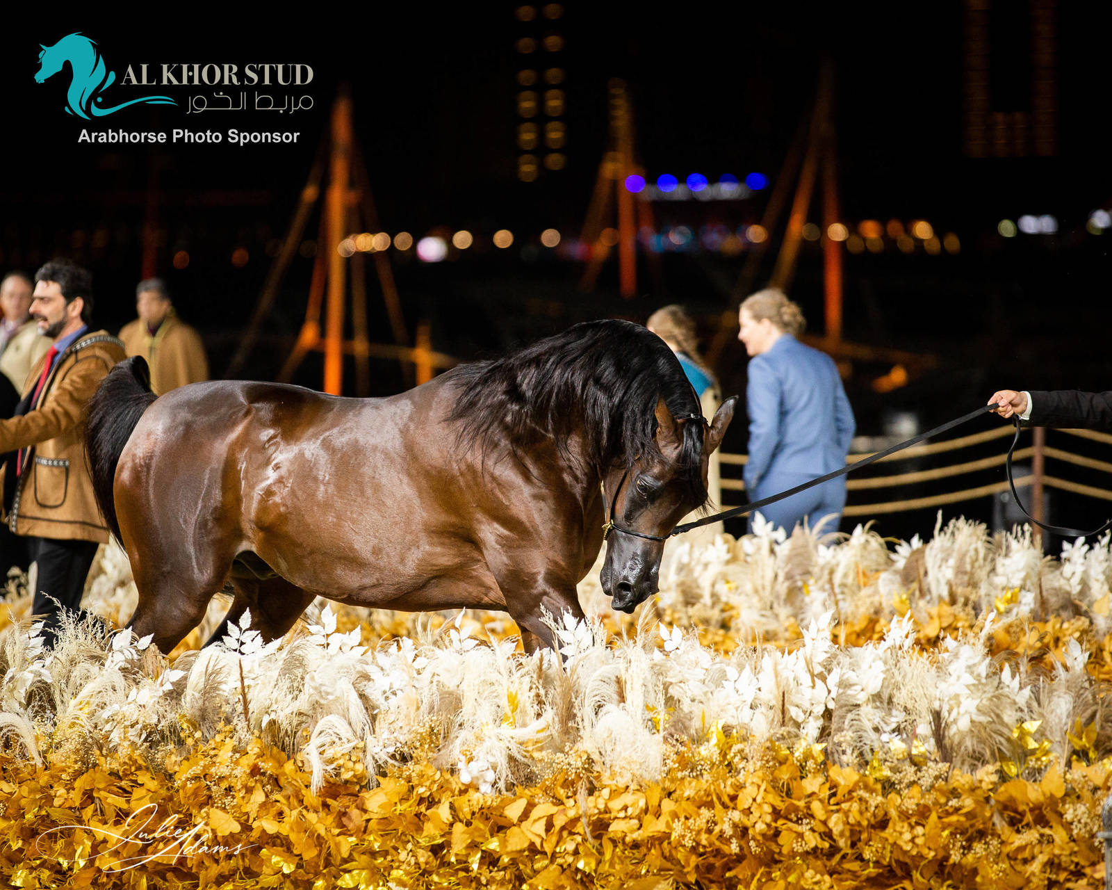 CHAMPIONSHIP DAY OF 2022 KATARA INTERNATIONAL ARABIAN HORSE FESTIVAL TITLE SHOW