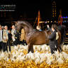 CHAMPIONSHIP DAY OF 2022 KATARA INTERNATIONAL ARABIAN HORSE FESTIVAL TITLE SHOW