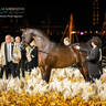 CHAMPIONSHIP DAY OF 2022 KATARA INTERNATIONAL ARABIAN HORSE FESTIVAL TITLE SHOW