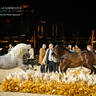 CHAMPIONSHIP DAY OF 2022 KATARA INTERNATIONAL ARABIAN HORSE FESTIVAL TITLE SHOW