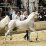 CHAMPIONSHIP DAY OF 2022 KATARA INTERNATIONAL ARABIAN HORSE FESTIVAL TITLE SHOW