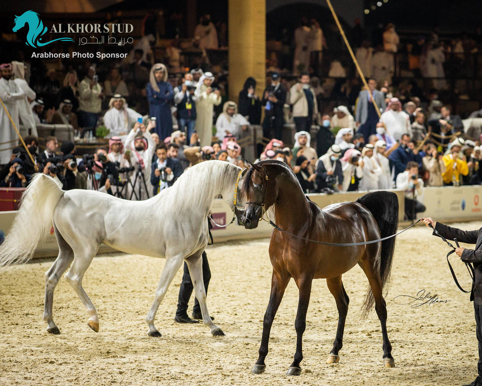 CHAMPIONSHIP DAY OF 2022 KATARA INTERNATIONAL ARABIAN HORSE FESTIVAL TITLE SHOW