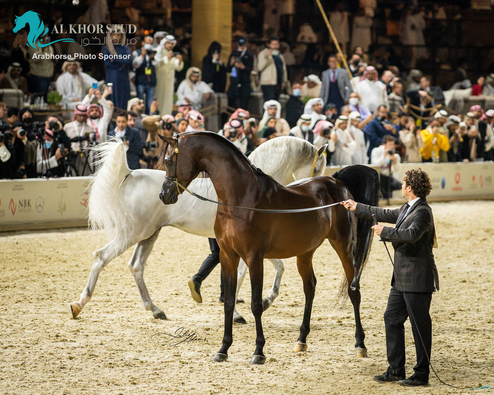 CHAMPIONSHIP DAY OF 2022 KATARA INTERNATIONAL ARABIAN HORSE FESTIVAL TITLE SHOW