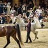 CHAMPIONSHIP DAY OF 2022 KATARA INTERNATIONAL ARABIAN HORSE FESTIVAL TITLE SHOW