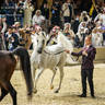 CHAMPIONSHIP DAY OF 2022 KATARA INTERNATIONAL ARABIAN HORSE FESTIVAL TITLE SHOW