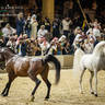 CHAMPIONSHIP DAY OF 2022 KATARA INTERNATIONAL ARABIAN HORSE FESTIVAL TITLE SHOW
