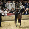 CHAMPIONSHIP DAY OF 2022 KATARA INTERNATIONAL ARABIAN HORSE FESTIVAL TITLE SHOW