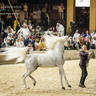 CHAMPIONSHIP DAY OF 2022 KATARA INTERNATIONAL ARABIAN HORSE FESTIVAL TITLE SHOW