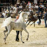 CHAMPIONSHIP DAY OF 2022 KATARA INTERNATIONAL ARABIAN HORSE FESTIVAL TITLE SHOW