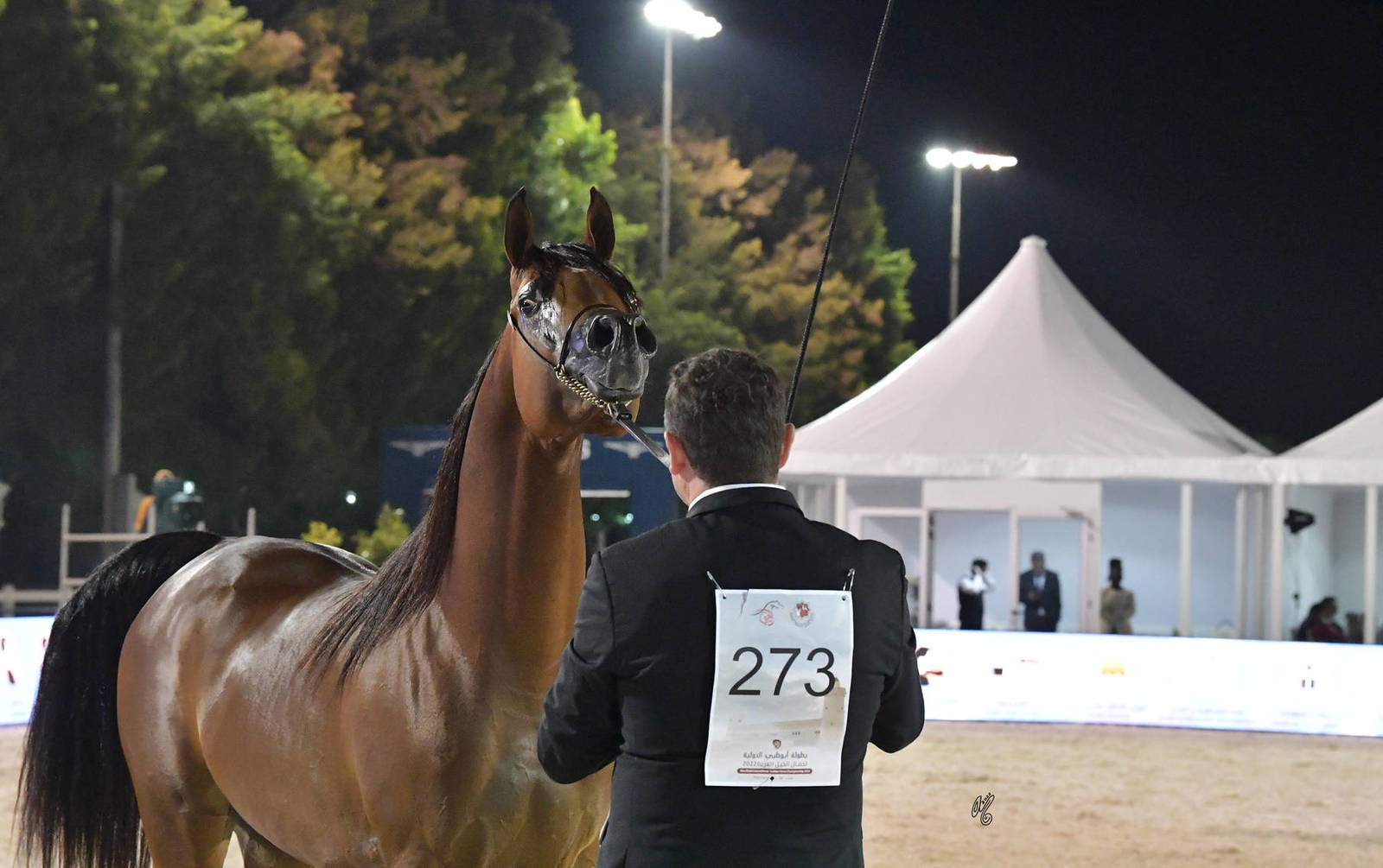 Senior Stallion Gold Champion: Muhab BHM (S.M.A. Magic One X Mademoiselle) 