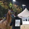 Senior Stallion Gold Champion: Muhab BHM (S.M.A. Magic One X Mademoiselle) 