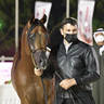 Senior Stallion Gold Champion: Muhab BHM (S.M.A. Magic One X Mademoiselle) 