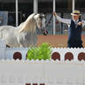 Senior Stallion Silver Champion: Al Aryam Shklaan (Excalibur EA X Al Aryam Shakeera) 