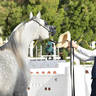 Senior Stallion Silver Champion: Al Aryam Shklaan (Excalibur EA X Al Aryam Shakeera) 