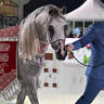 Senior Stallion Silver Champion: Al Aryam Shklaan (Excalibur EA X Al Aryam Shakeera) 