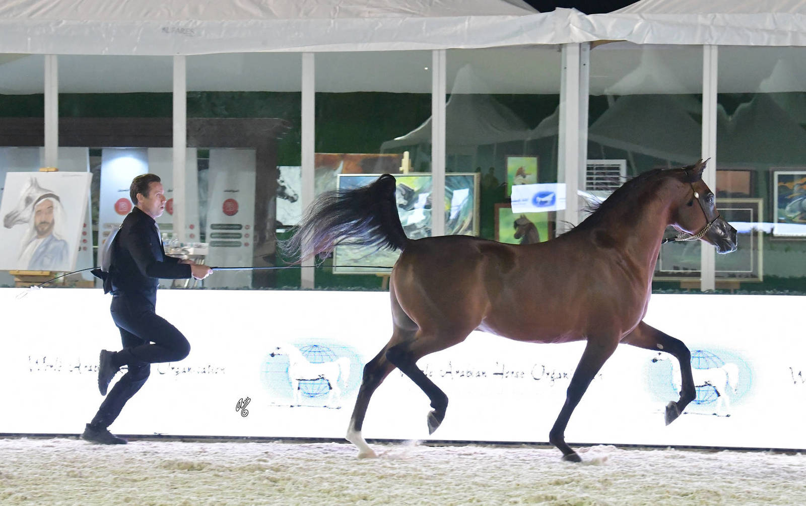 Senior Stallion Bronze Champion: Shadi Al Khalediah (F Shamaal X Layan Al Khalidiah)  