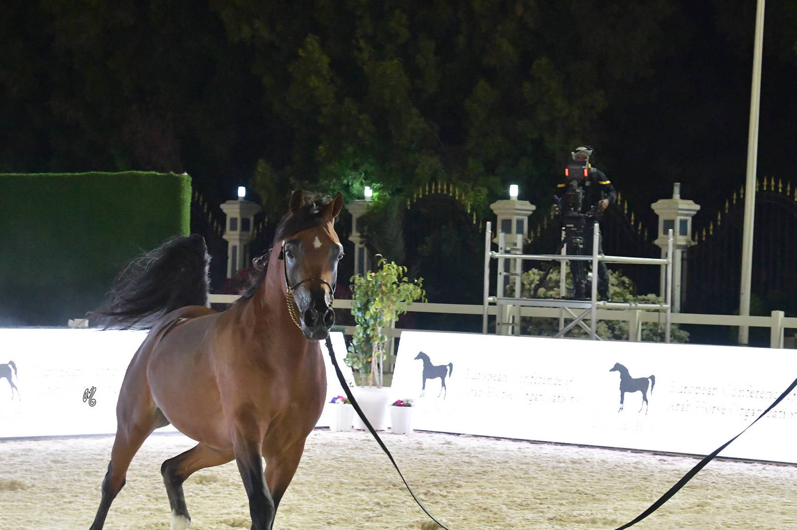Senior Stallion Bronze Champion: Shadi Al Khalediah (F Shamaal X Layan Al Khalidiah)  